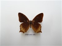 藏品(大幽眼蝶)的圖片